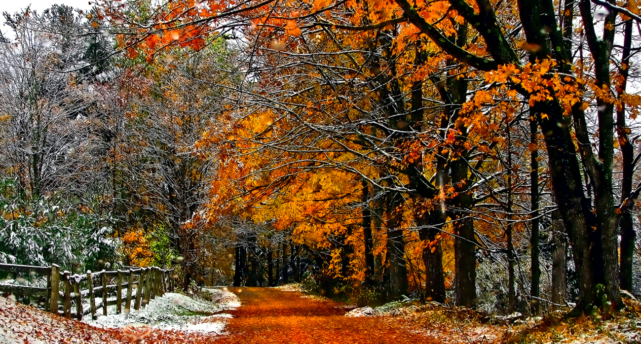 Картинка шикарный ноябрьскийй лес
