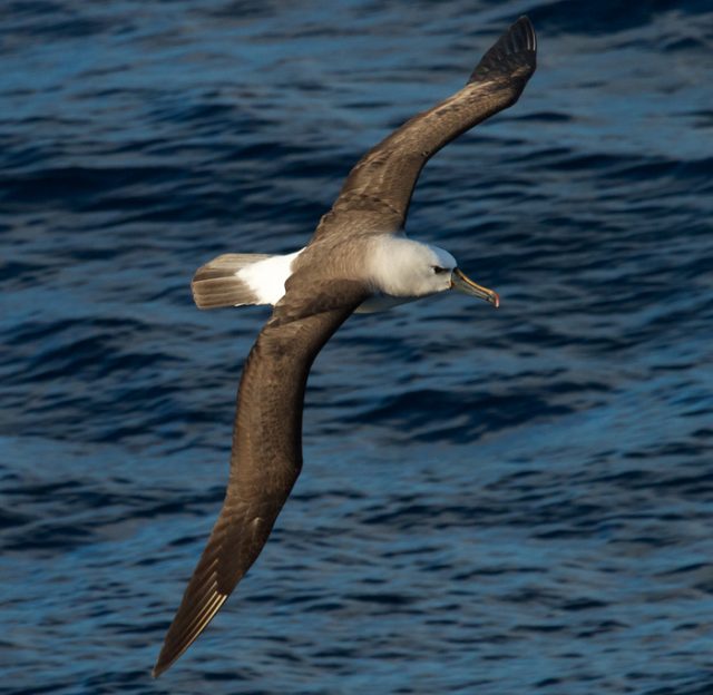 Чернокрылый альбатрос.