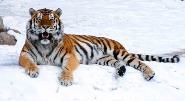 Тигр лежит на снегу.