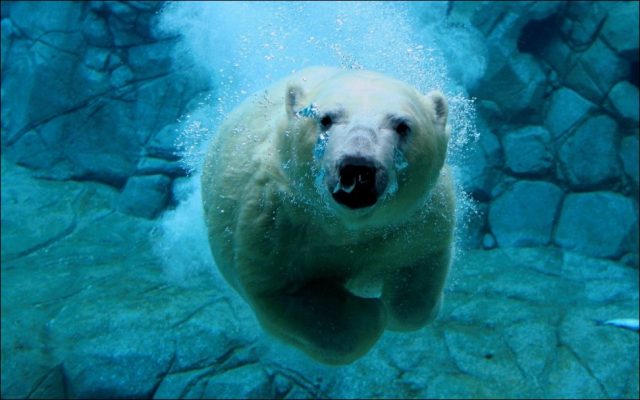 Медведь плавает под водой.