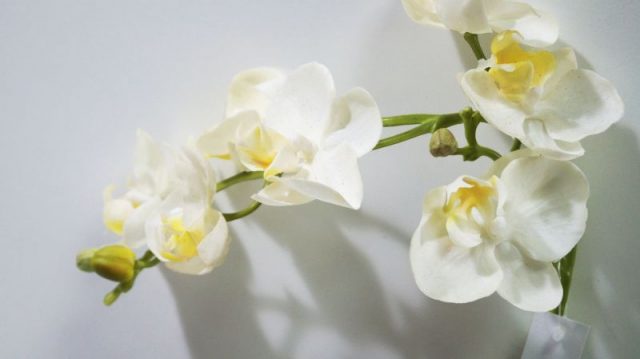 Белая орхидея с желтыми серединками.