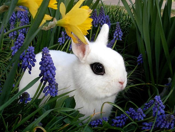 Белый кролик, цветы.