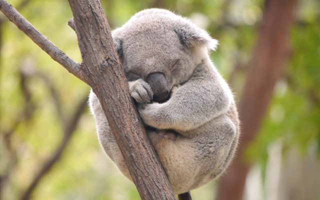 Детеныш коалы на спине матери