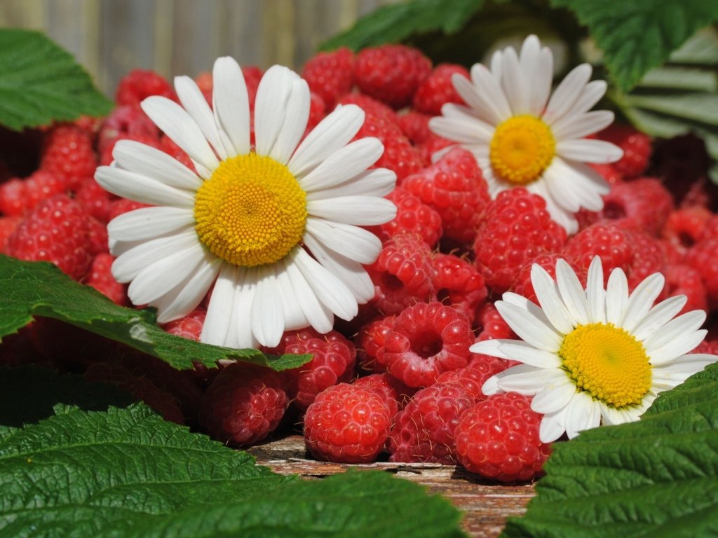 Картинка вкусные июльские ягоды
