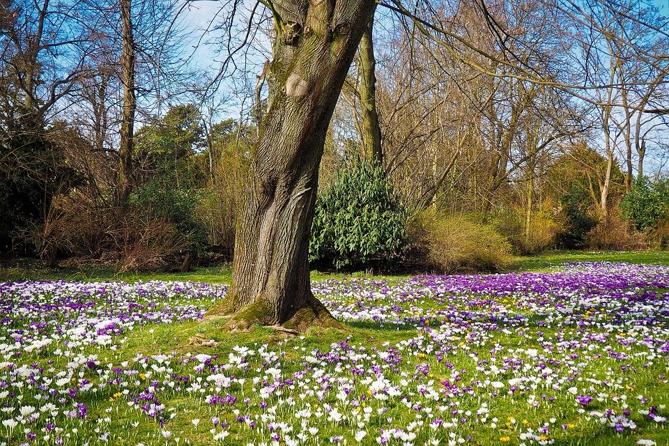 Красивая открытка цветы в апрельском лесу