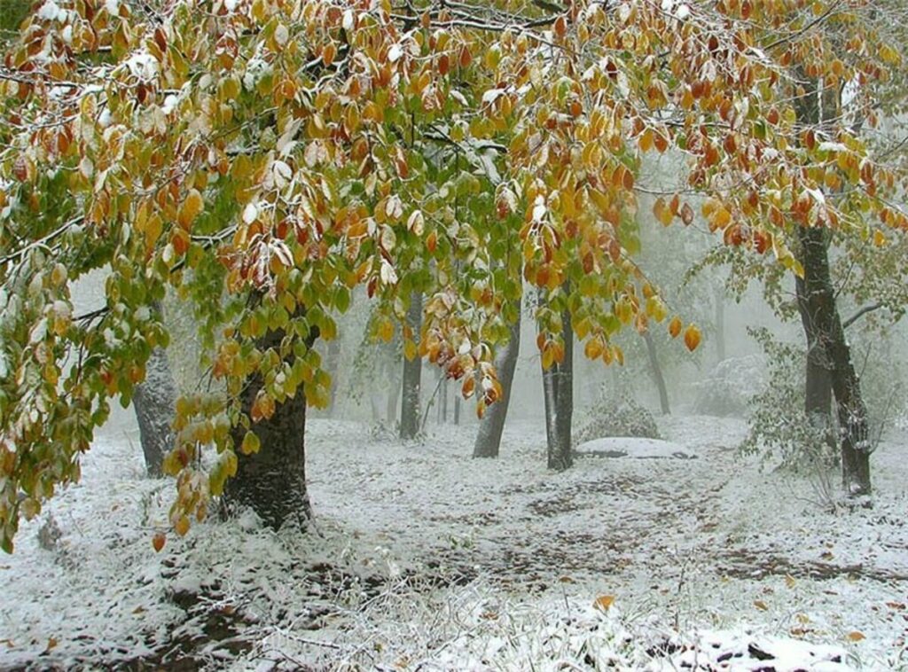 Самая поздняя зима. Первый снег. Ранняя зима. Осень снег. Ноябрь природа.