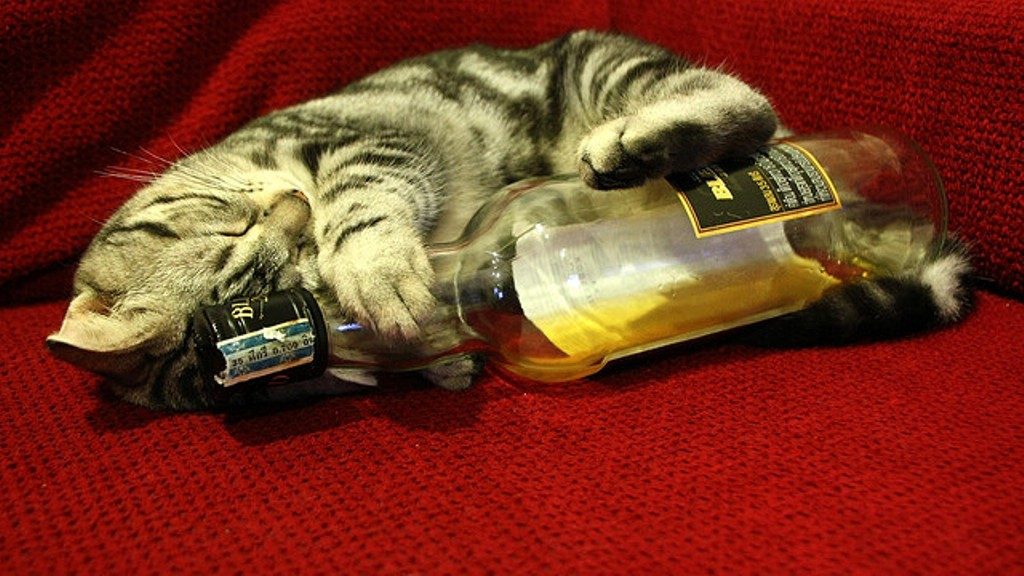 Смешная картинка котенок с бутылкой виски