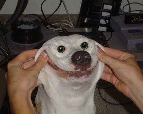 Собаке растянули улыбку