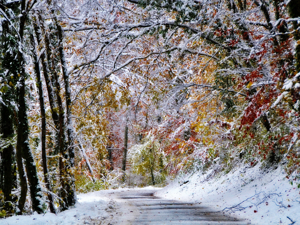 Открытка яркая снег ноябрьский в лесу