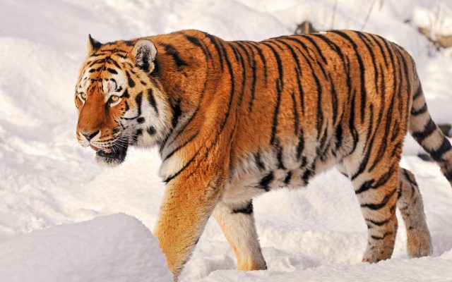 Тигр на снегу.