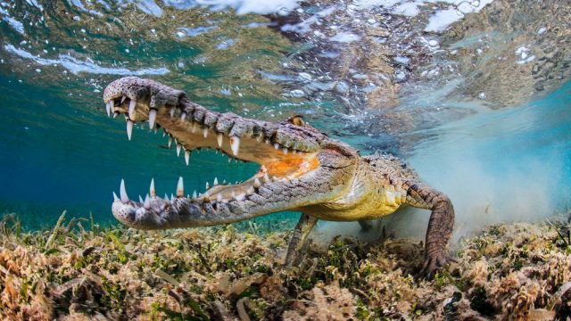 Крокодил в воде.
