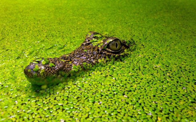 Крокодил в зеленой воде.