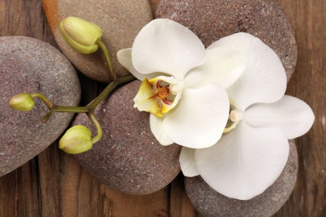 Ветка орхидеи на камнях.