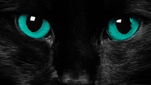 Бирюзовые глаза черного кота.