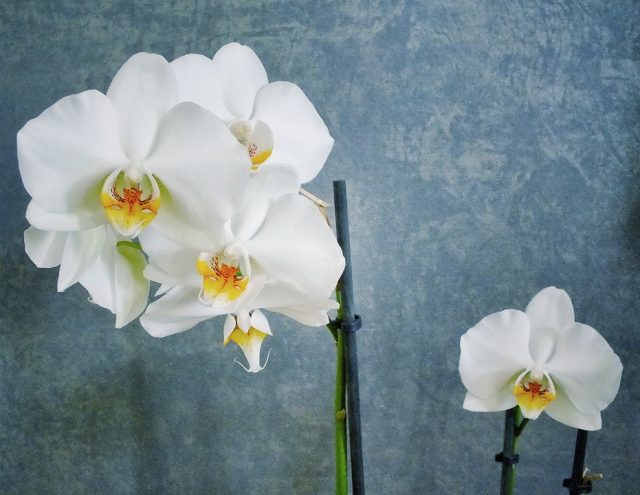 Орхидеи на сером фоне.