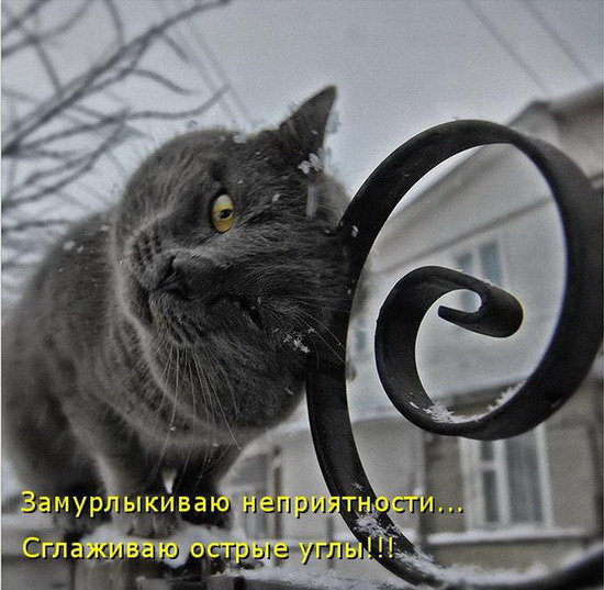 Кот с крысой в зубах за окном