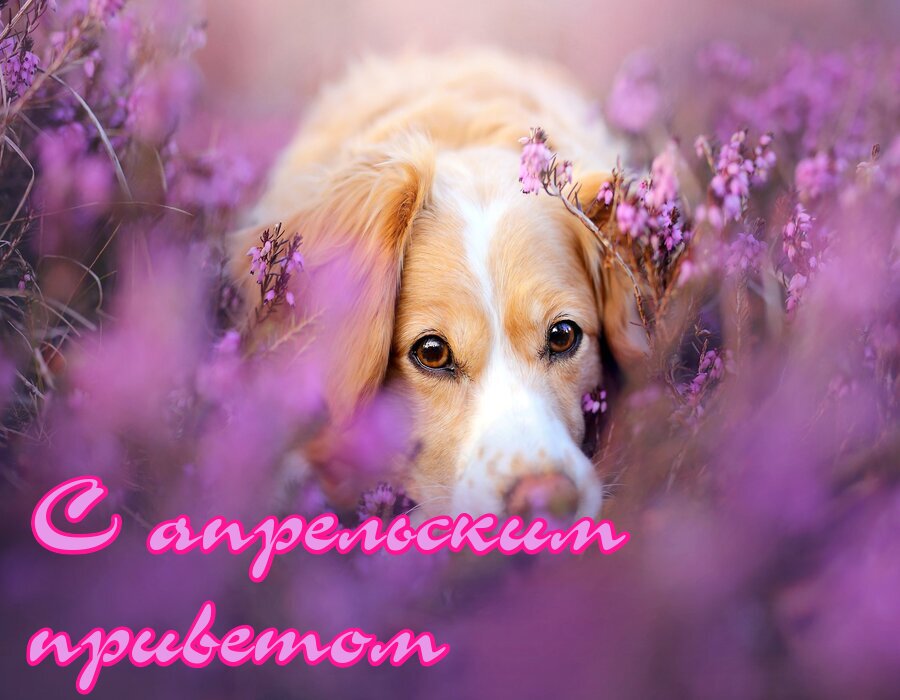 Картинка милая собака в цветах