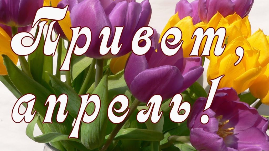 Яркая открытка сиреневые тюльпаны