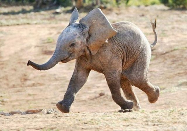 Слоненок бежит и улыбается
