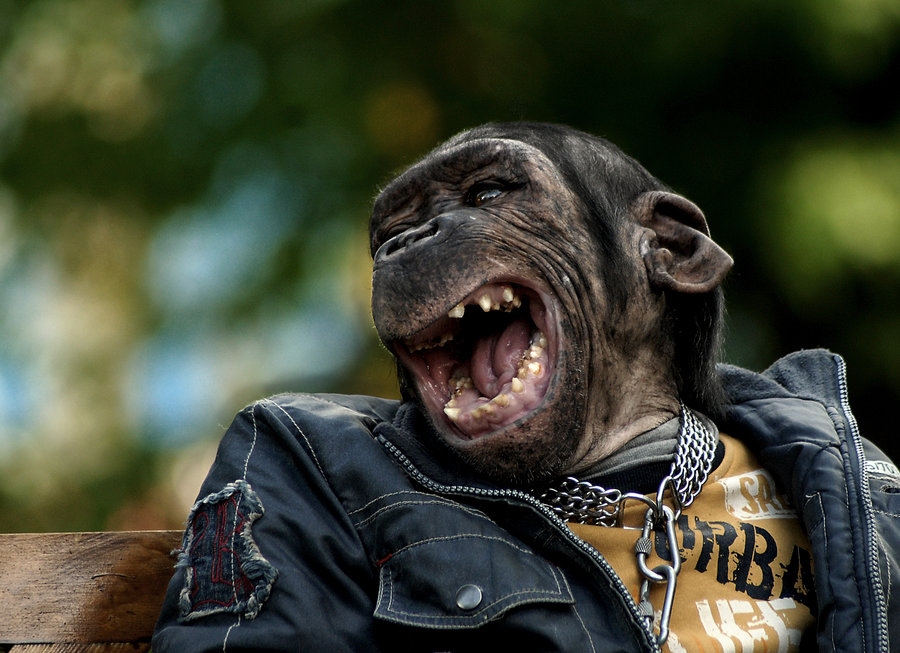 Смешная открытка смеющаяся обезьяна