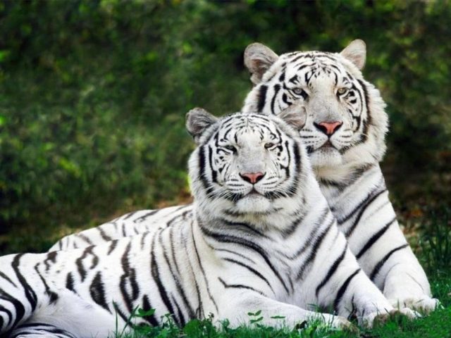 Два белых тигра.