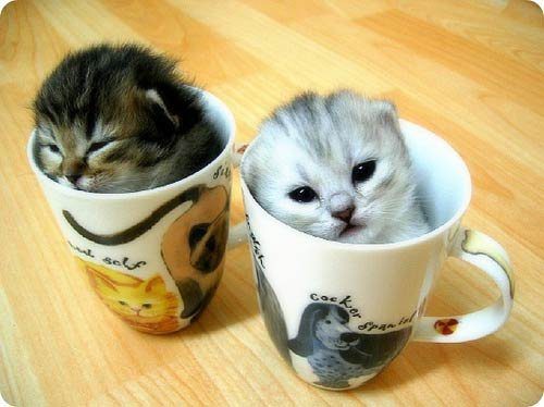 Котята в чашках.