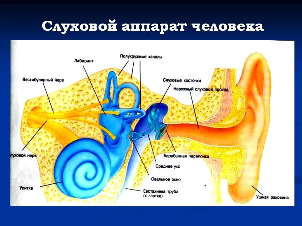 Слуховой аппарат человека