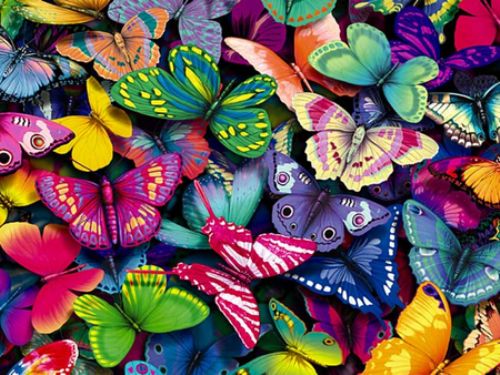 Разноцветные бабочки.