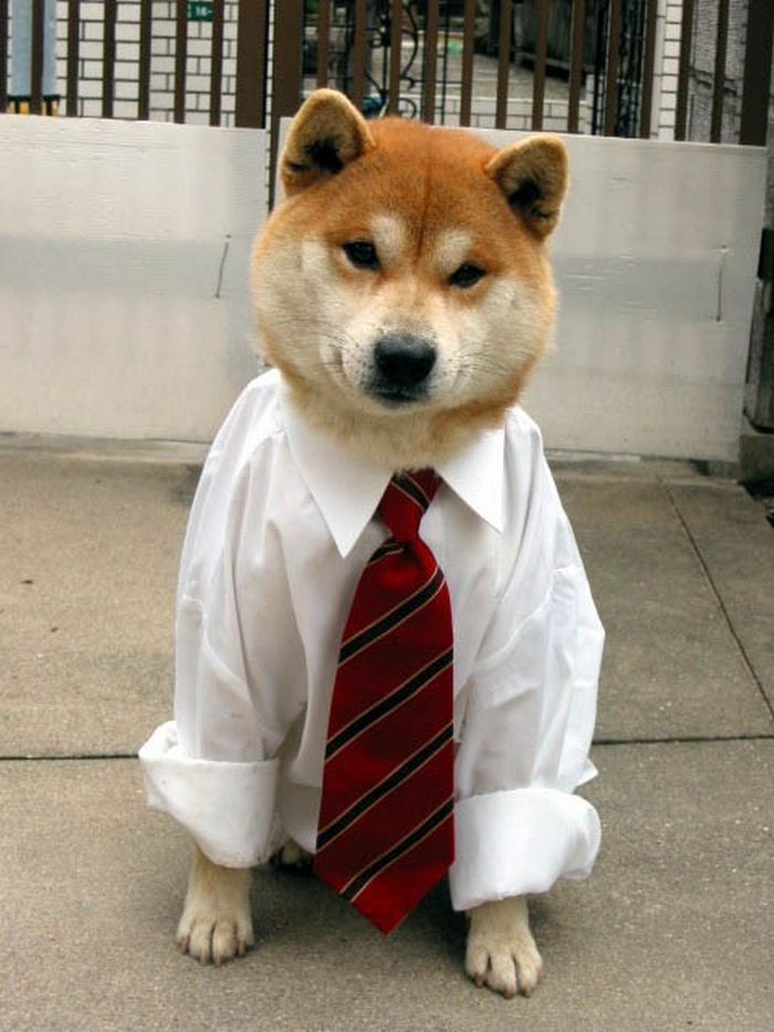 Собака в рубашке с галстуком.