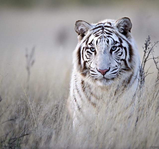 Белый тигр в траве.