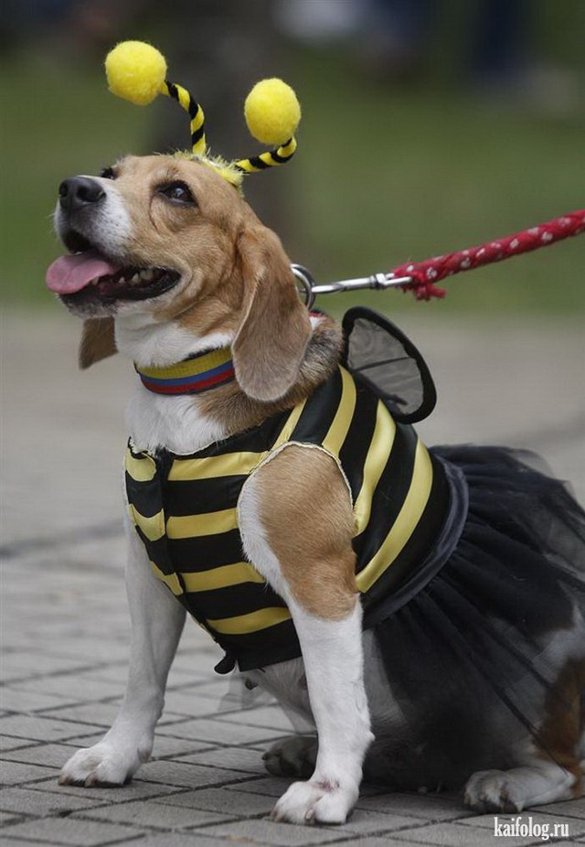 Собака в костюме пчелы