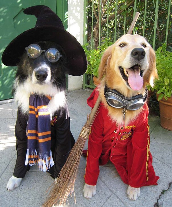 Две собаки в костюмах