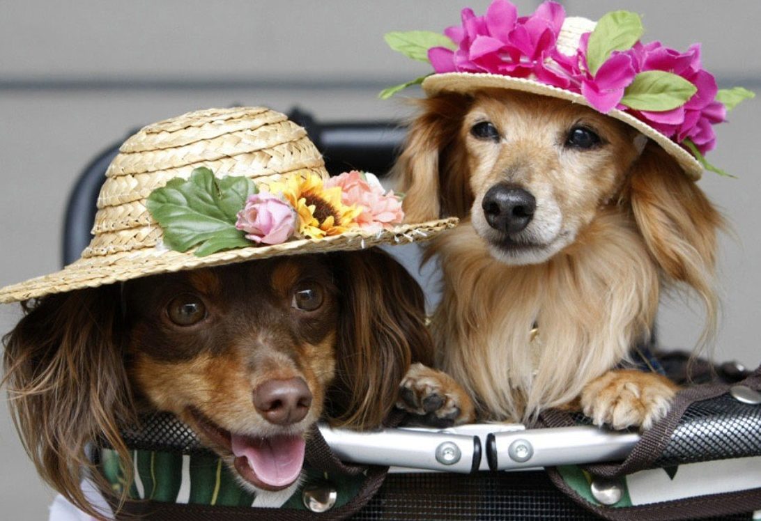 Две собаки в шляпках
