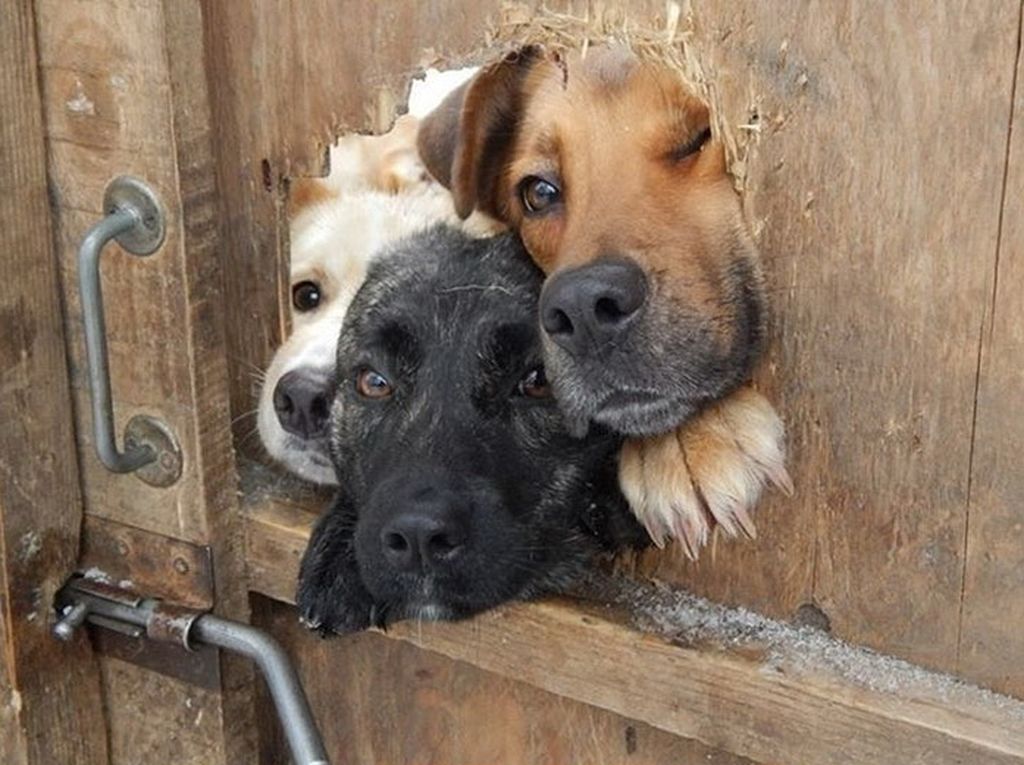 Три собаки в дверях