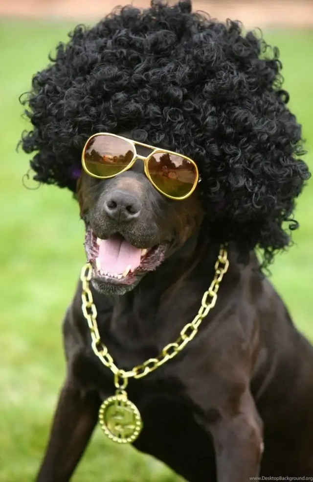 Черный пес в очках
