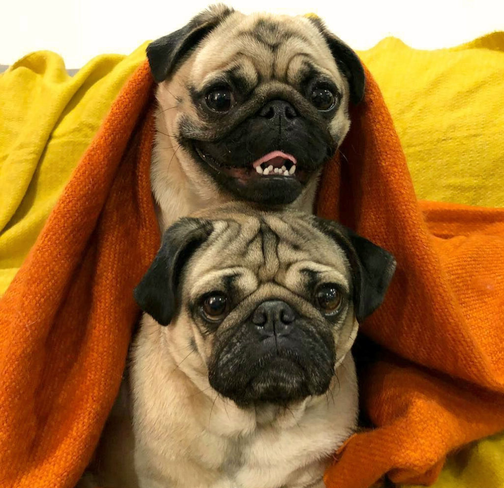Два мопса под одеялом