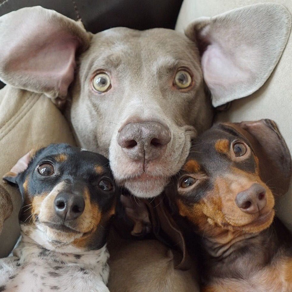 Три милых собаччки