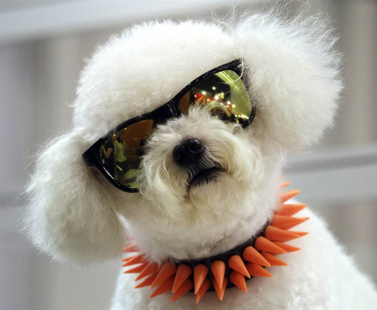 Белая собачка в очках