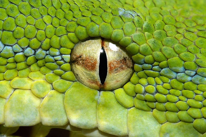 Змеиный глаз