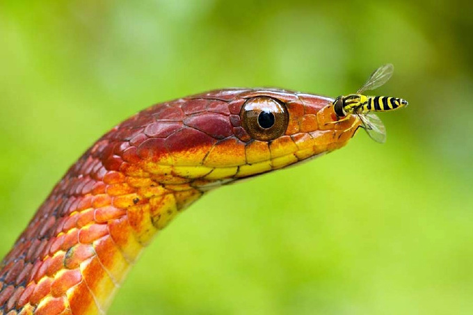Красивая змея
