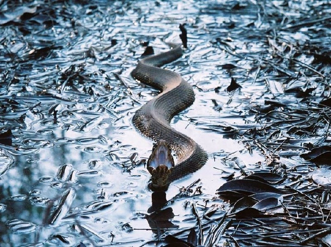 Водяная мокасиновая змея в Северной Каролине