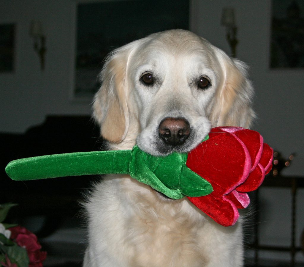 Собака держит в зубах плюшевую розу.