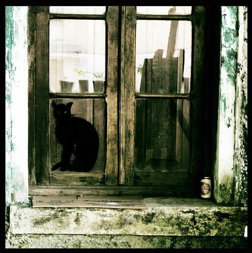 Старое окно, кот.