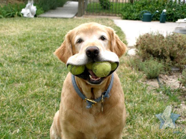 Пес взял в рот четыре теннисных шарика.