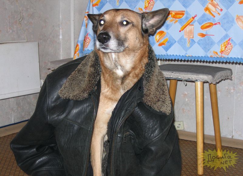 Собака в кожаной куртке.