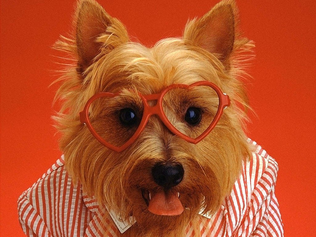 Рыжая собака в смешных очках