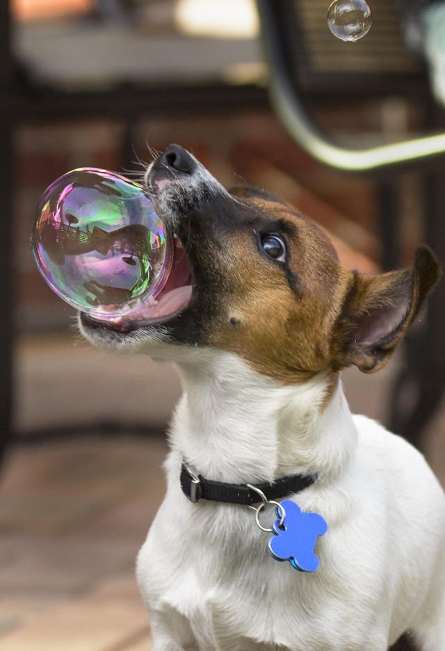 Собака с мыльным пузырем
