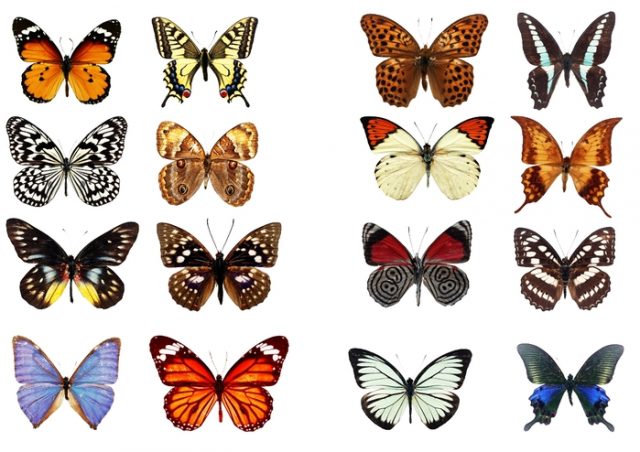 Коллекция бабочек.