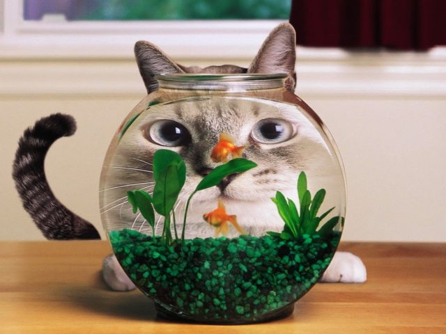 Кот и аквариум.