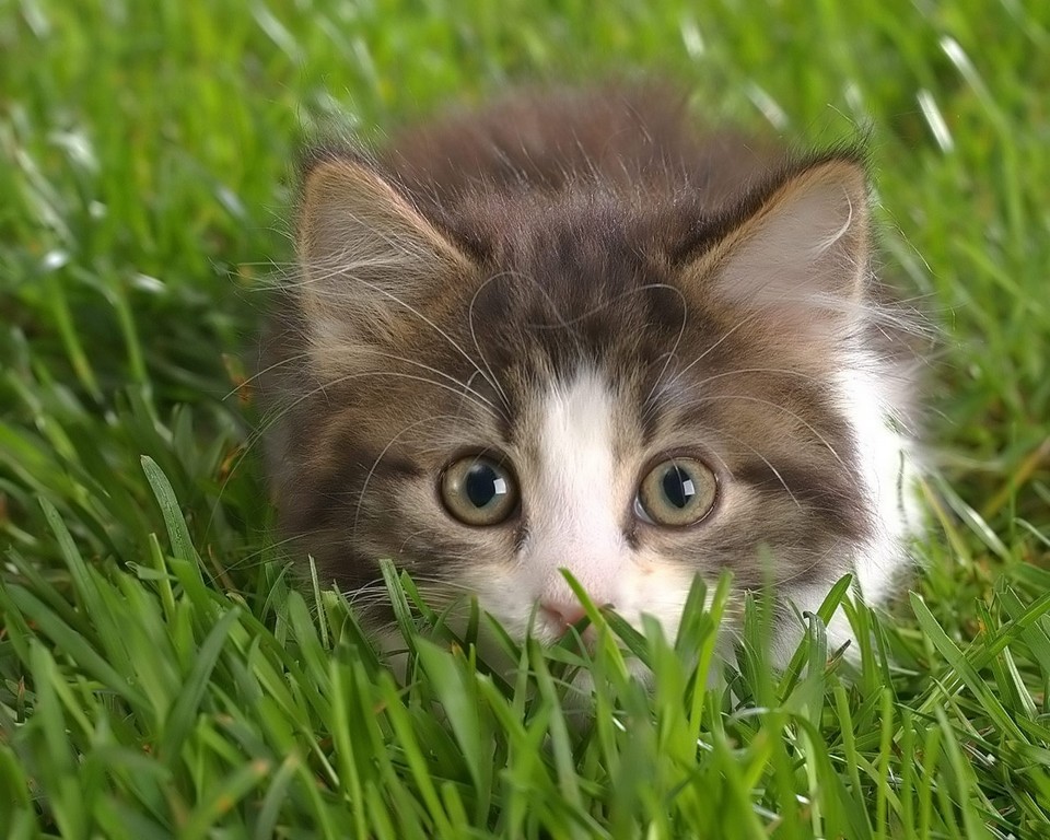 Котенок в траве..
